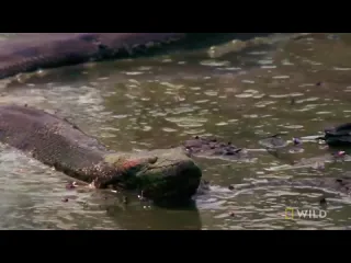 Анаконда