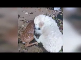 Доброта
