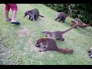 Коати