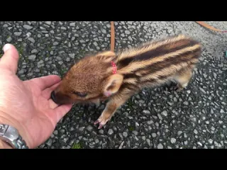 Кабанчик