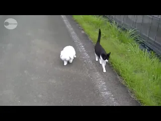 Банда