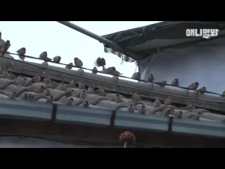 Воробьи