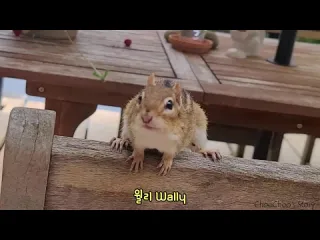 Бурундуки