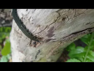Бархатный червь