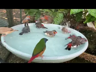 Водопой