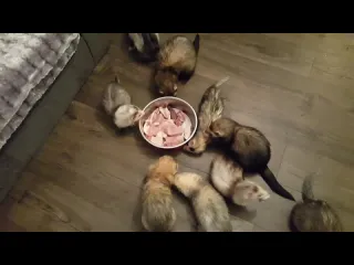 Хорьки