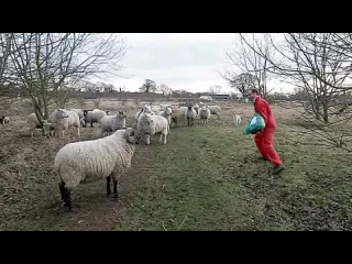 Стадо овец