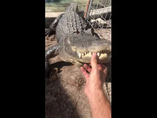 Аллигатор