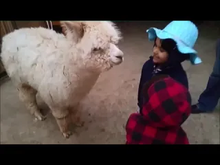 Альпака