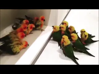 Попугайчики