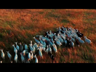 Овцы