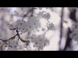 Цветение