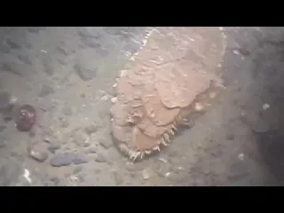 Антарктическая полихета eulagisca gigantea