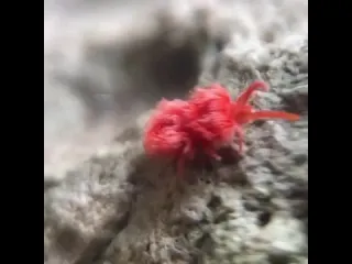 Бархатный клещ trombidiidae