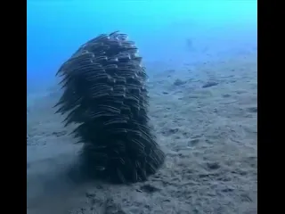Угрехвостые сомики