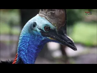 Казуар