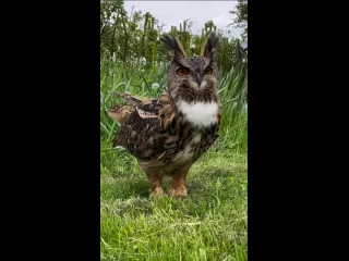 Филин