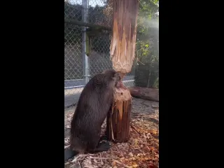 Бобр