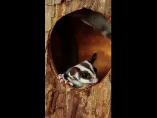 Сахарный поссум