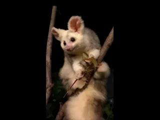 Кускус