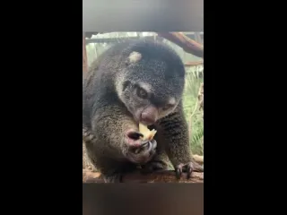 Медвежий кускус