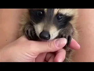 Енотик