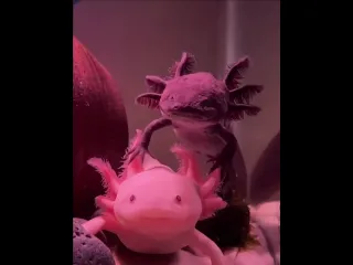 Аксолотль
