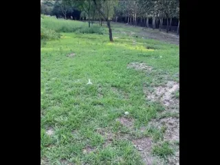 Сахарный поссум