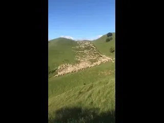 Стало овец