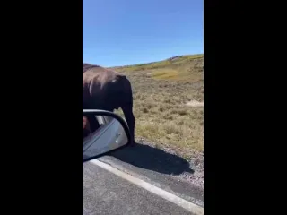 Зубр