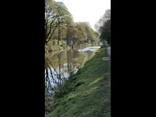 Приземление лебедя