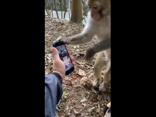 Обезьянки