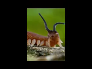 Бархатный червь