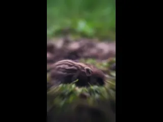 Кабанчик