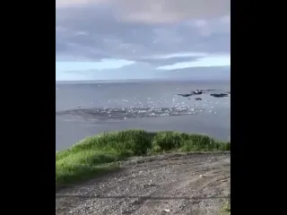 Чайки