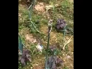 Сахарный поссум