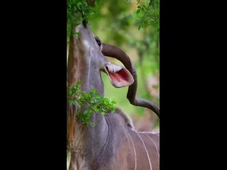Антилопа