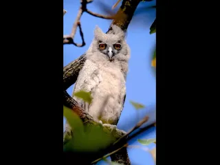 Тмный филин