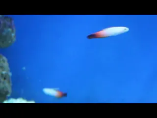 Огненные бычки