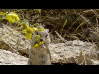 National geographic пустынное море земля гигантов 2016 hd 720