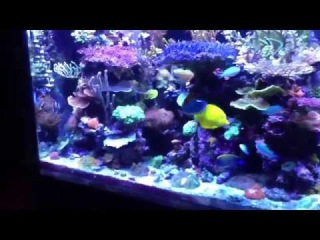 Невероятно красивый морской аквариум seawater aquarium