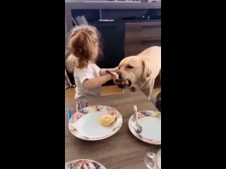Видео от дикая планета