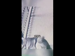 Видео от дикая планета