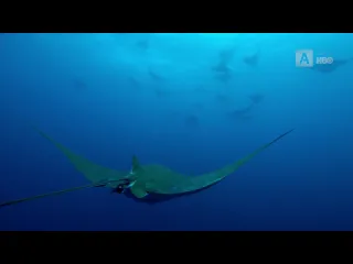 Животные в объективе 3 серия из 3 2018 hd 1080