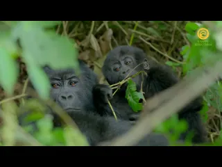 Семья горилл и я 1 серия из 2 2015 hd 1080