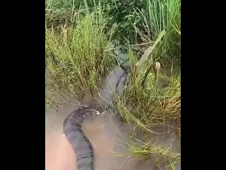 Мужик совсем бесстрашный