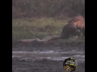 Киса сражается