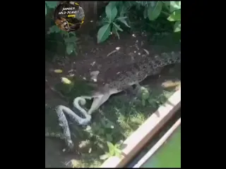 Лютый замес