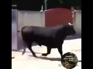 Смелый конь