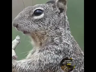 Любительницы орехов